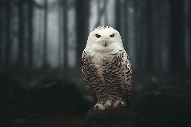 Free download owl polar owl snowy owl free picture to be edited with GIMP free online image editor