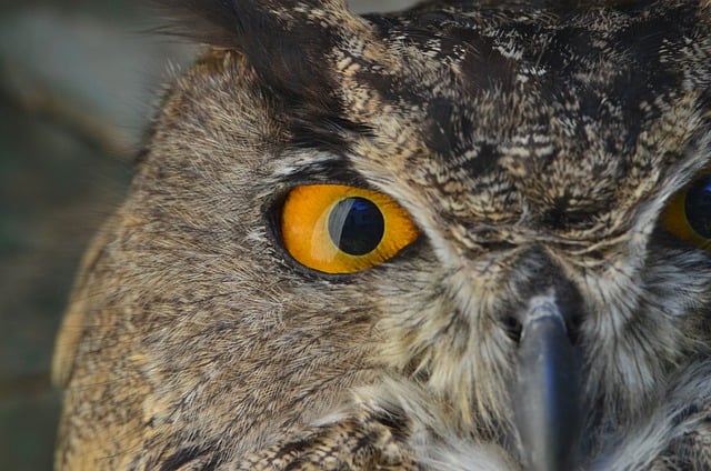 Free download owl predator eye pens nature free picture to be edited with GIMP free online image editor