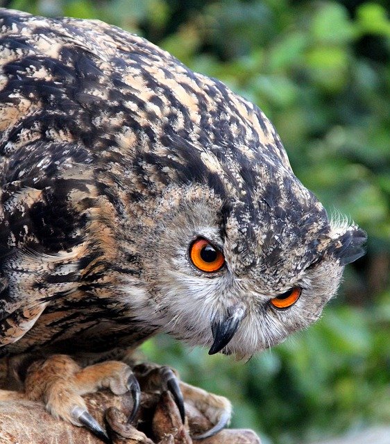 Template Photo Owl Rapacious Bird -  for OffiDocs