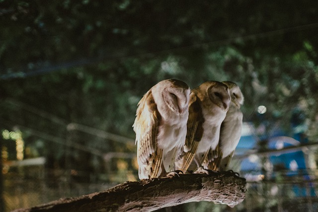 Free download owls animal white landscape free picture to be edited with GIMP free online image editor