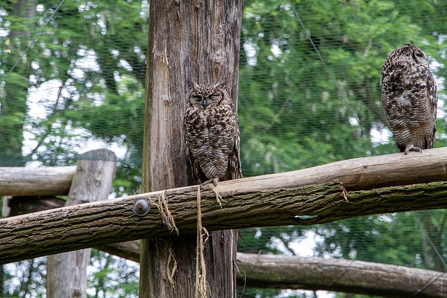 Free download owls birds animals sitting free picture to be edited with GIMP free online image editor