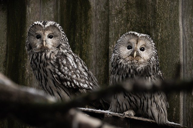 Free download owls birds perched animals free picture to be edited with GIMP free online image editor