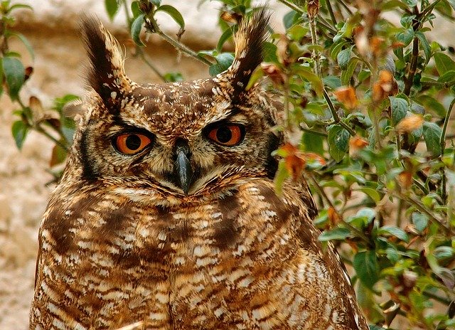 Muat turun percuma Owl South Africa - foto atau gambar percuma untuk diedit dengan editor imej dalam talian GIMP