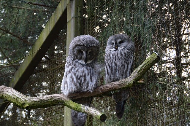 Безкоштовно завантажте Owls Park Bird Of Prey Screech - безкоштовне фото чи зображення для редагування за допомогою онлайн-редактора зображень GIMP