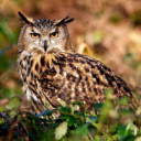 Owl: The Mysterious Night Hunter  screen for extension Chrome web store in OffiDocs Chromium