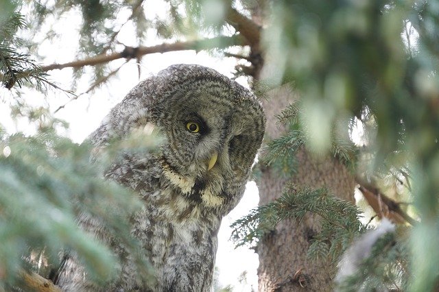 Bezpłatne pobieranie Owl Tree - bezpłatne zdjęcie lub obraz do edycji za pomocą internetowego edytora obrazów GIMP
