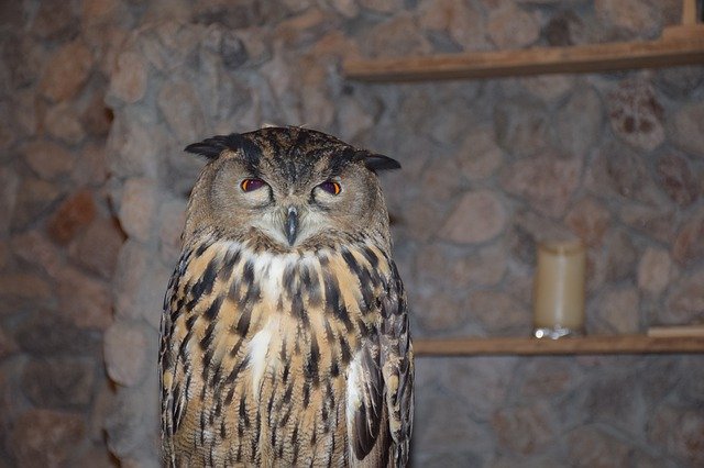 Kostenloser Download Owl Vicious Bird - kostenloses Foto oder Bild zur Bearbeitung mit GIMP Online-Bildbearbeitung