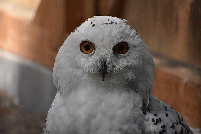 Free picture Owl White Zoo -  to be edited by GIMP free image editor by OffiDocs