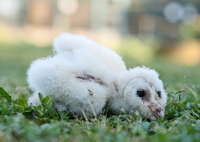 Free download owl young chick nature bird free picture to be edited with GIMP free online image editor
