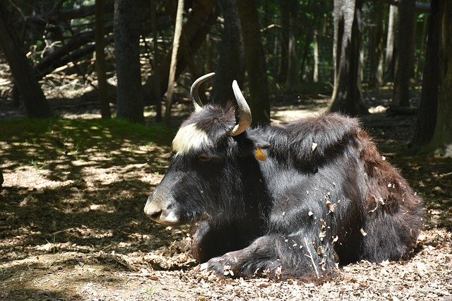 Free download Ox Animal Bull -  free photo or picture to be edited with GIMP online image editor