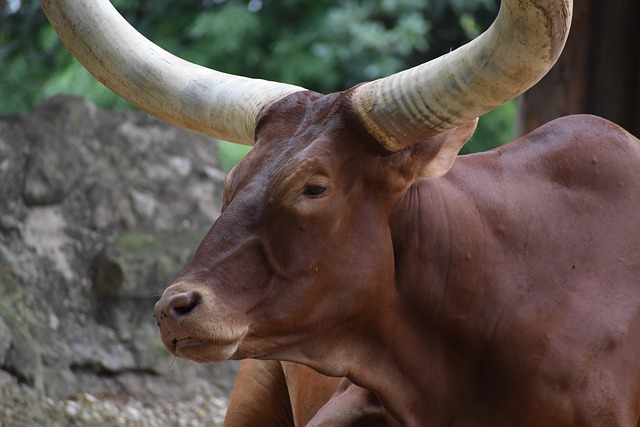 Free download ox animal zoo wildlife cattle free picture to be edited with GIMP free online image editor