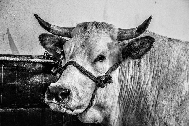 Free download ox cow cattle italy free picture to be edited with GIMP free online image editor