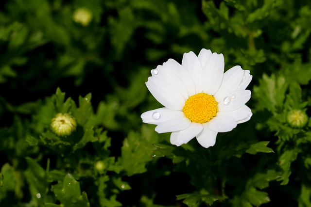 Free download oxeye daisy dog daisy free picture to be edited with GIMP free online image editor