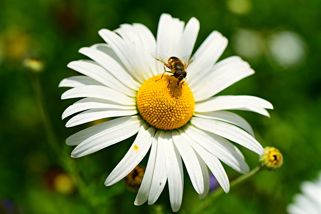 Free download ox eye daisy flower insect bee free picture to be edited with GIMP free online image editor