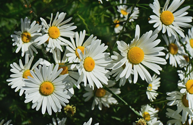 Free download ox eye daisy flower plant free picture to be edited with GIMP free online image editor