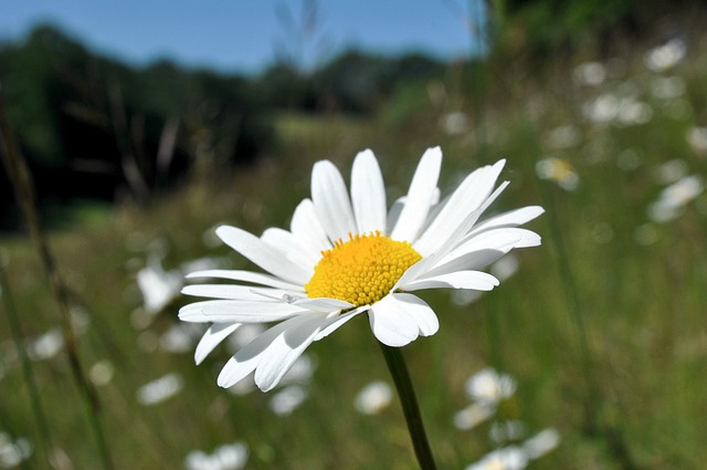 Free download ox eye daisy flower wild flower free picture to be edited with GIMP free online image editor