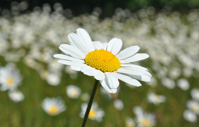 Free download ox eye daisy marguerite spring free picture to be edited with GIMP free online image editor