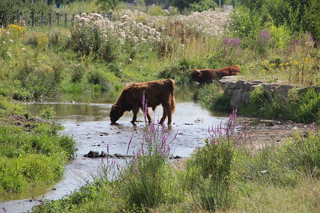 Free download ox oxen animal nature drinking free picture to be edited with GIMP free online image editor
