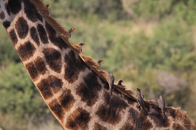 Free download oxpecker bird watching giraffe free picture to be edited with GIMP free online image editor