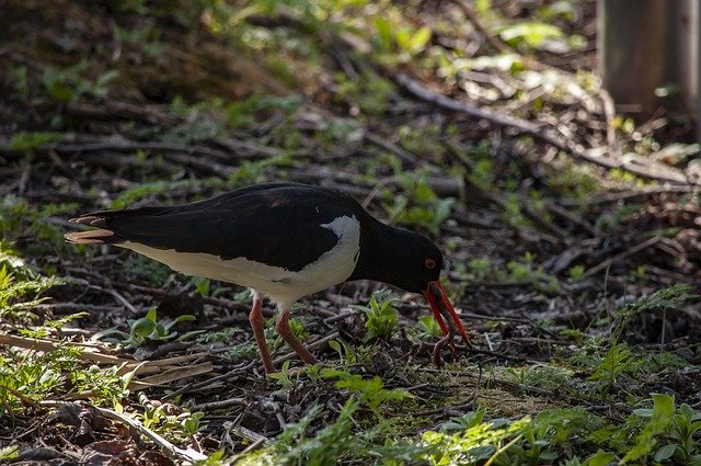 Скачать бесплатно Oyster Catcher Bird - бесплатное фото или изображение для редактирования с помощью онлайн-редактора изображений GIMP