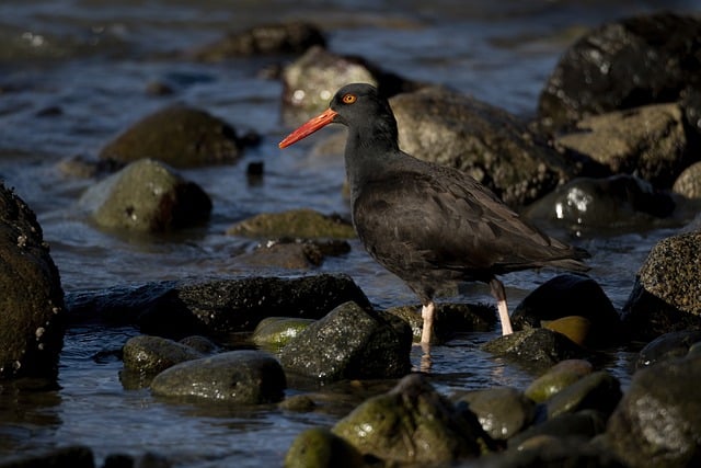 Free download oyster catcher bird beach wildlife free picture to be edited with GIMP free online image editor
