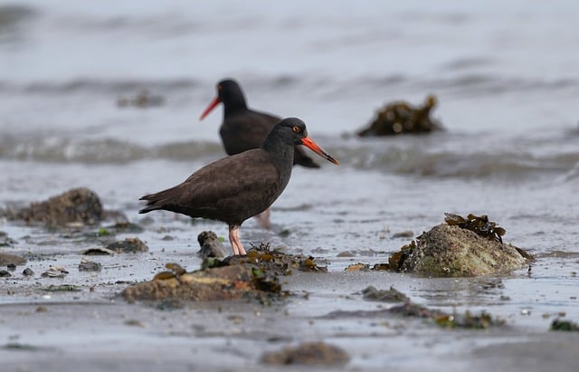 Free download oyster catcher birds ocean sea free picture to be edited with GIMP free online image editor