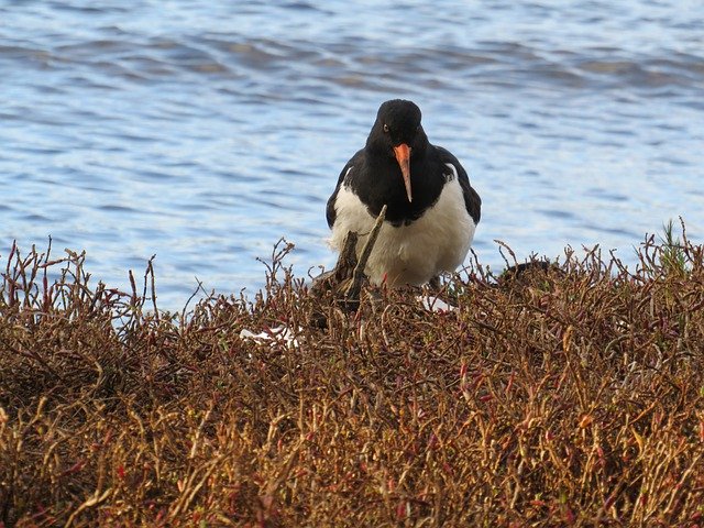 ดาวน์โหลดฟรี Oystercatcher Bird Wader - รูปถ่ายหรือรูปภาพฟรีที่จะแก้ไขด้วยโปรแกรมแก้ไขรูปภาพออนไลน์ GIMP