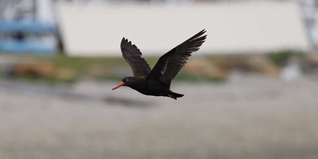 Free download oystercatcher nature bird animal free picture to be edited with GIMP free online image editor