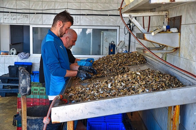 Free download oyster farmer oysters oyster farming free picture to be edited with GIMP free online image editor