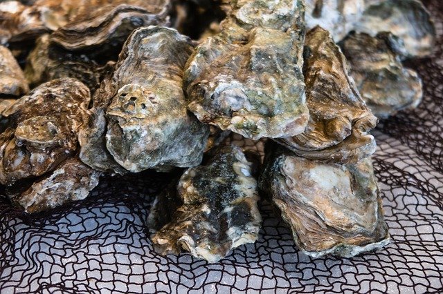 Free download Oyster Shell Market -  free photo or picture to be edited with GIMP online image editor
