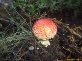 Free download P 1010455 free photo or picture to be edited with GIMP online image editor