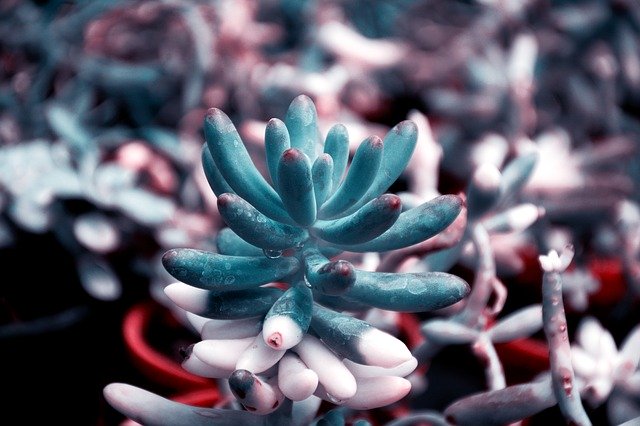 Free download Pachyphytum Ancient Mexico -  free photo or picture to be edited with GIMP online image editor