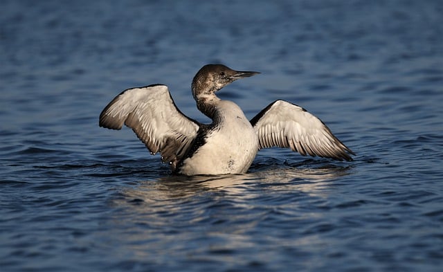 Free download pacific loon birds wildlife free picture to be edited with GIMP free online image editor