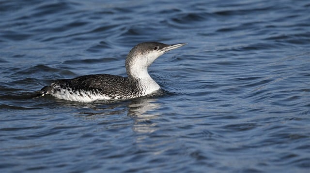 Free download pacific loon bird wildlife free picture to be edited with GIMP free online image editor
