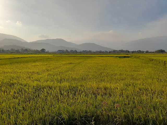 Free download paddy field rice field paddy field free picture to be edited with GIMP free online image editor