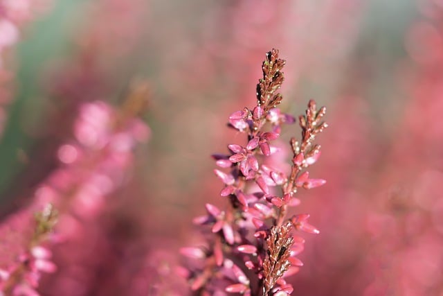 Muat turun percuma pagan heather flower padang rumput bunga gambar percuma untuk diedit dengan GIMP editor imej dalam talian percuma