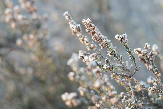 Free download pagan heather frozen snow free picture to be edited with GIMP free online image editor