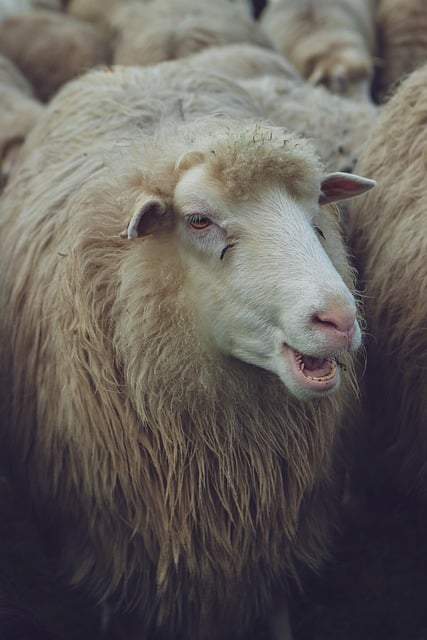 Free download pagan shepherd sheep heidschnucken free picture to be edited with GIMP free online image editor