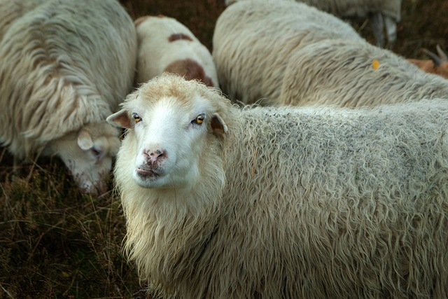 Free download pagan shepherd sheep livestock free picture to be edited with GIMP free online image editor