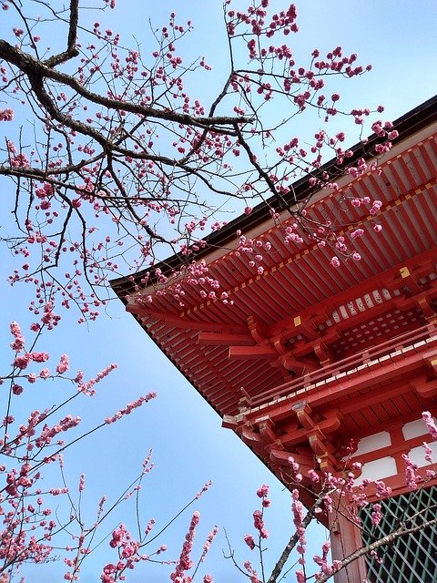 دانلود رایگان Pagoda Temple Spring Cherry - عکس یا تصویر رایگان قابل ویرایش با ویرایشگر تصویر آنلاین GIMP