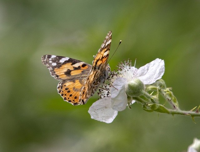 Free download Painted Lady Butterfly Wings -  free photo or picture to be edited with GIMP online image editor