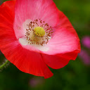 Painted Poppy  screen for extension Chrome web store in OffiDocs Chromium