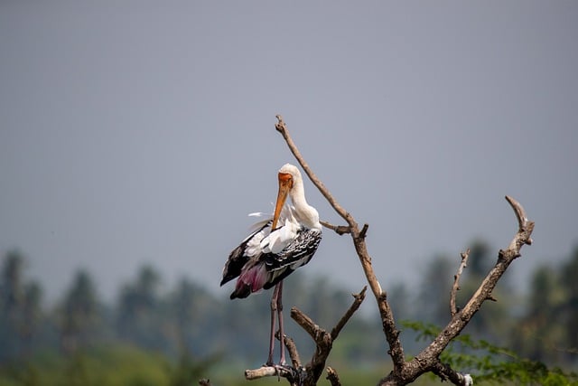 Free download painted stork stork bird water free picture to be edited with GIMP free online image editor