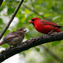 Pair of birds on a branch  screen for extension Chrome web store in OffiDocs Chromium