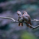 Pair of birds side by side  screen for extension Chrome web store in OffiDocs Chromium
