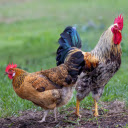Pair of breeding chickens  screen for extension Chrome web store in OffiDocs Chromium
