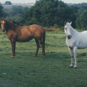 Pair of brown and white horses  screen for extension Chrome web store in OffiDocs Chromium