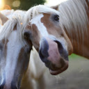 Pair of close horses  screen for extension Chrome web store in OffiDocs Chromium