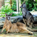 Pair of kangaroos next to tree trunk  screen for extension Chrome web store in OffiDocs Chromium