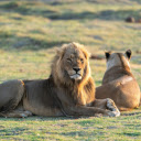 Pair of lions  screen for extension Chrome web store in OffiDocs Chromium